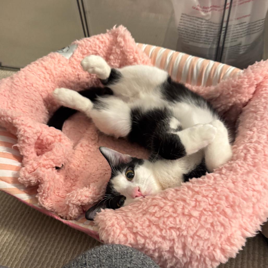 Enlarge Peppercorn (Bonded w/Turmeric), a Adoptable Domestic Short Hair in Oakton, VA image 6/6