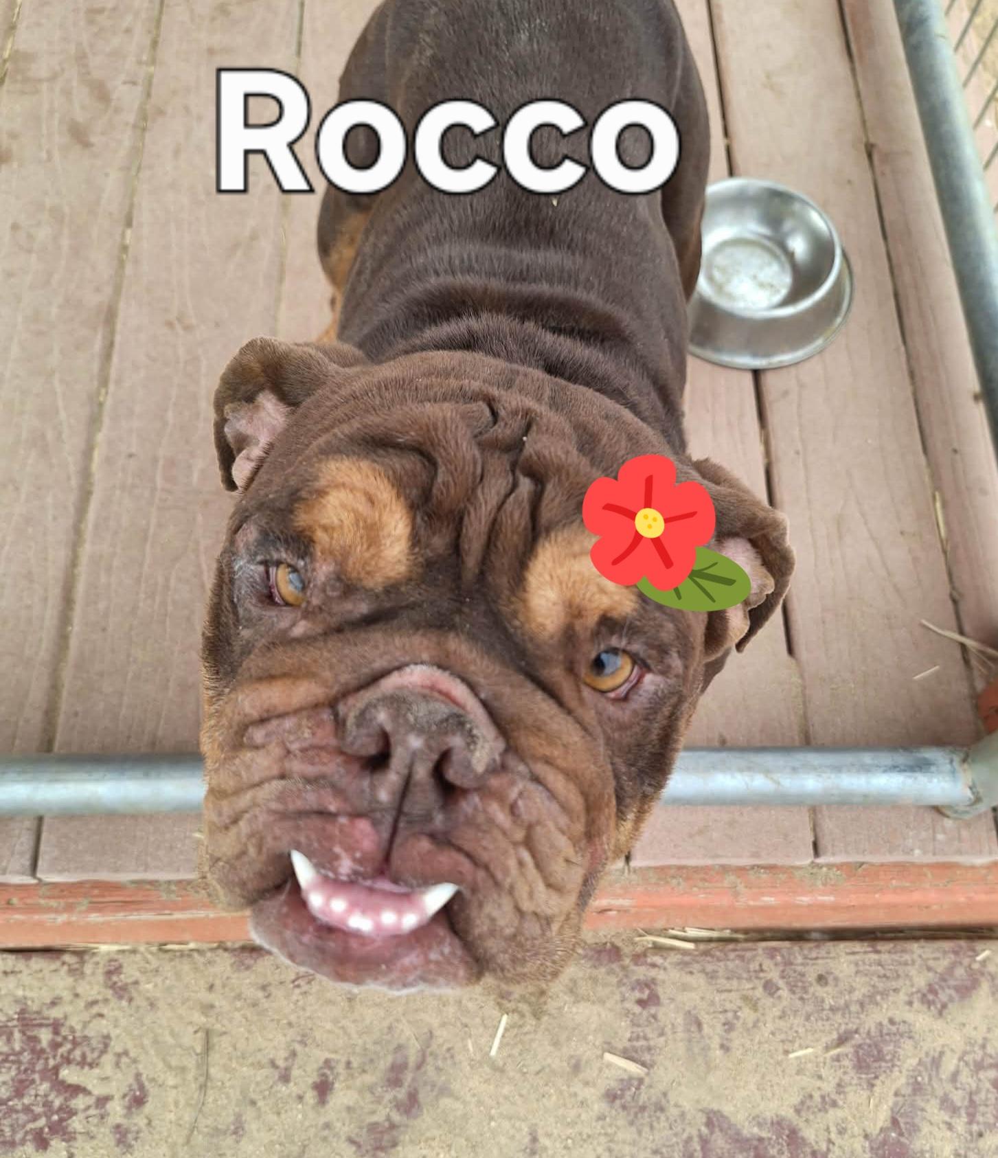 Rocco, ADOPTABLE, Adult Male English Bulldog.