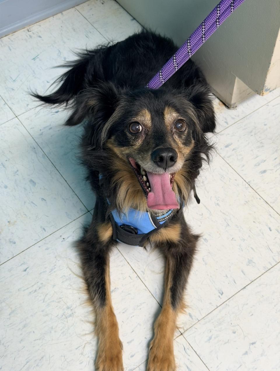 Yoshi, ADOPTABLE, Adult Male Border Collie & Mixed Breed.