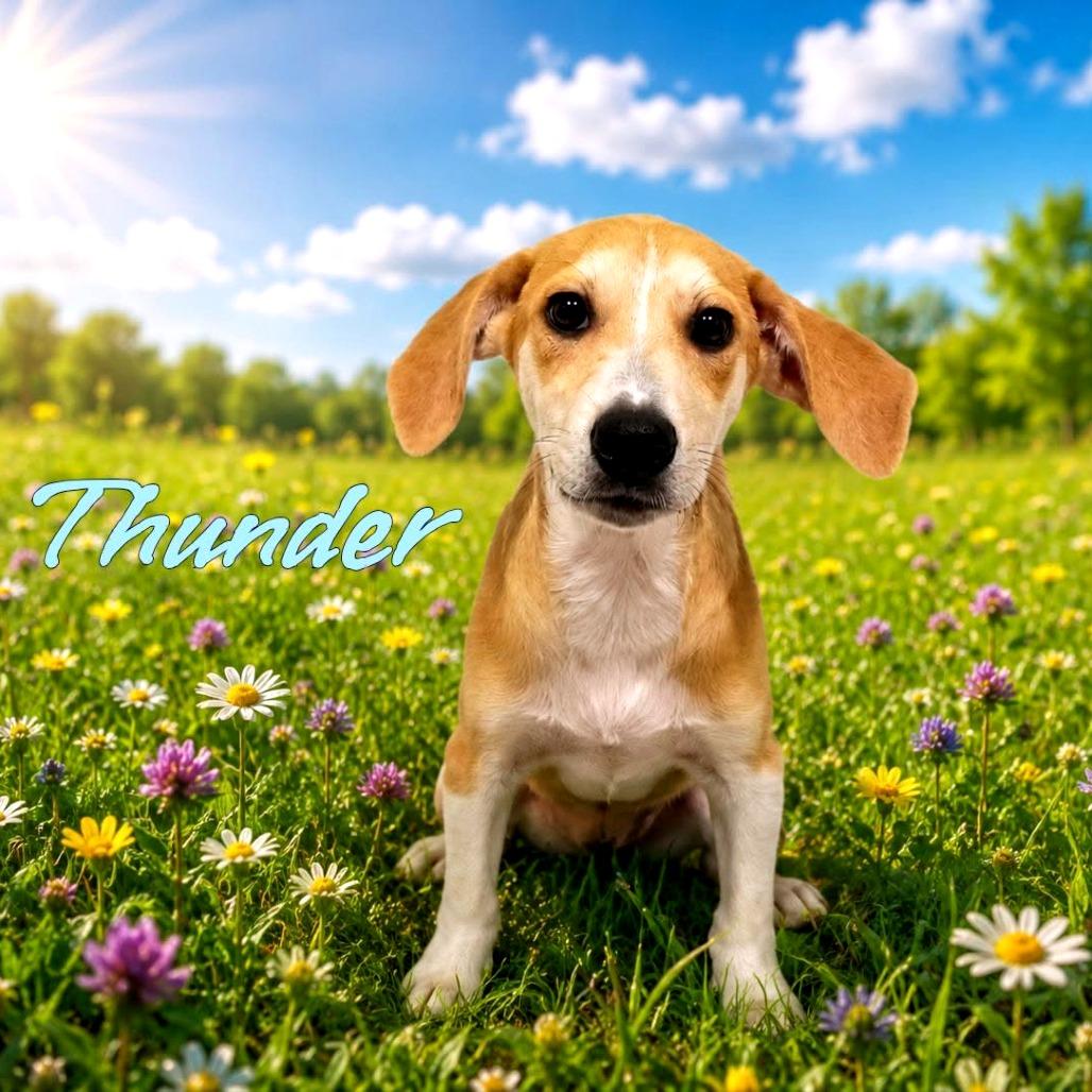 Thunder, Adoptable, Puppy Male Mixed Breed.
