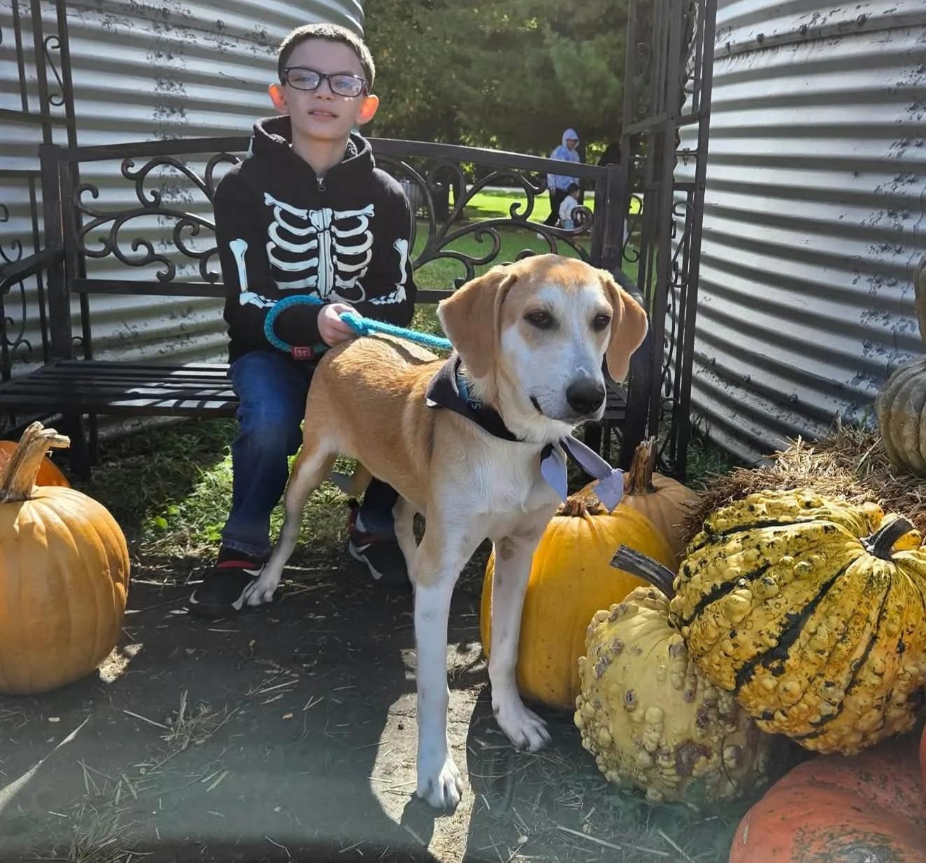 Thunder, Adoptable, Puppy Male Mixed Breed.