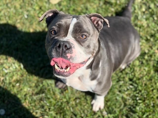 Enlarge BLOOPER, a Adoptable mixed breed in Fairfield, CA image 1/1