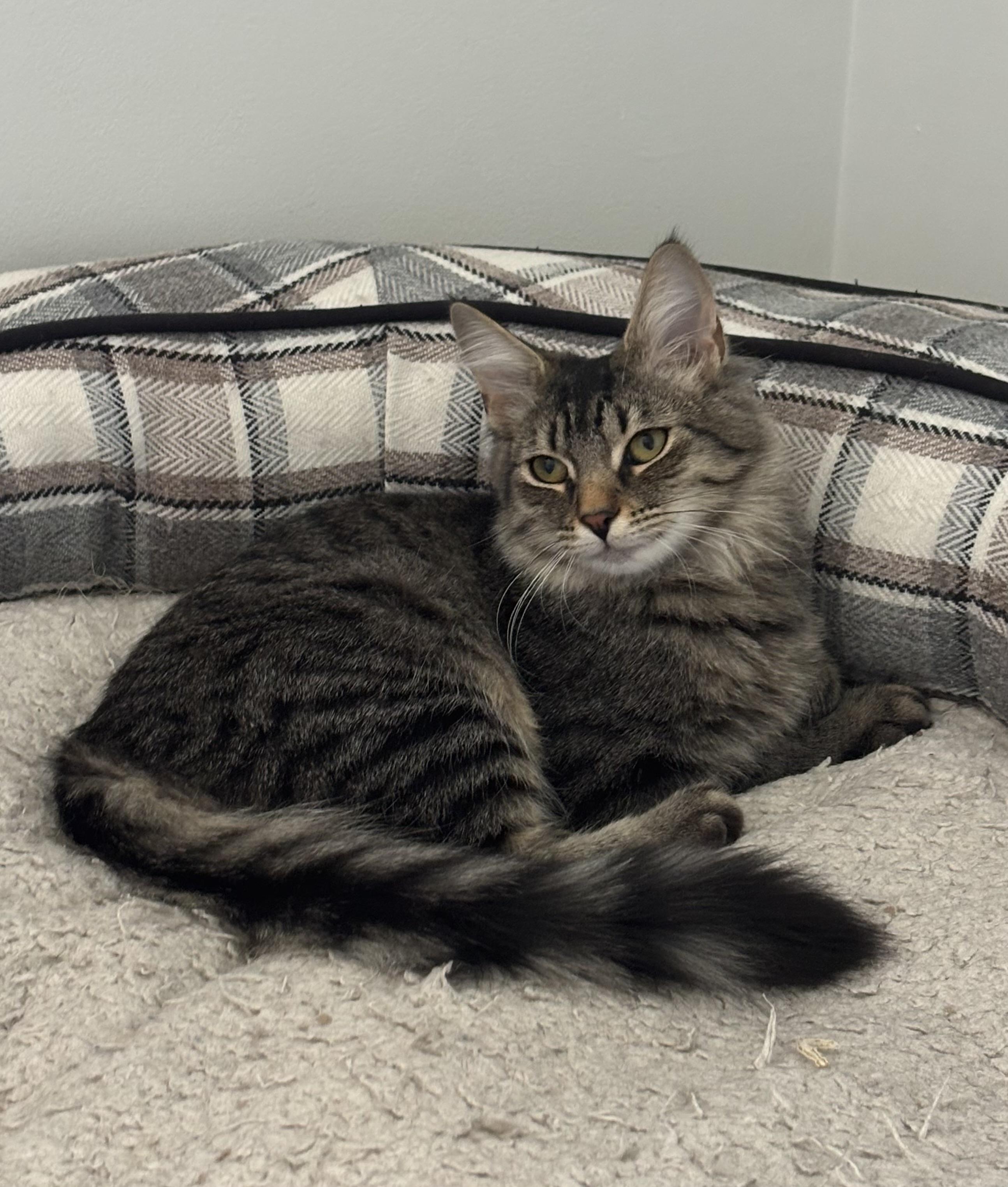 Enlarge Anita, a Adoptable mixed breed in Allentown, NJ image 2/4