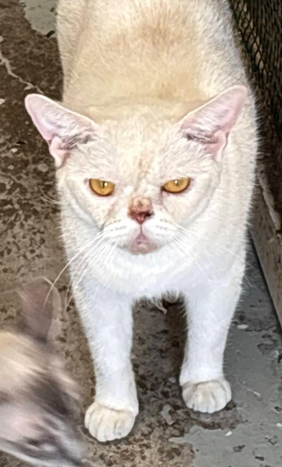 Nova, Adopted, Adult Female American Shorthair.