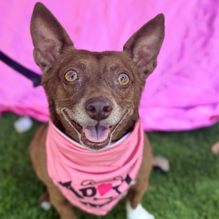 ANNIE, Adoptable, Adult Female Chihuahua & Dachshund.