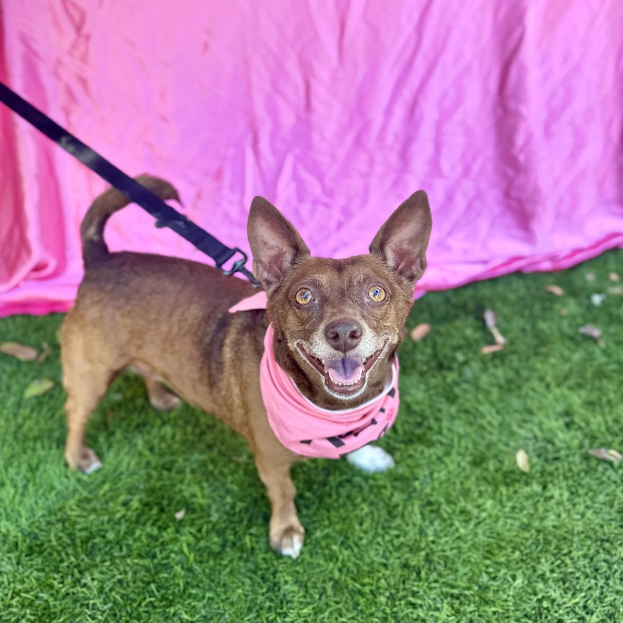 Enlarge ANNIE, a Adoptable mixed breed in Rowland Heights, CA image 2/6