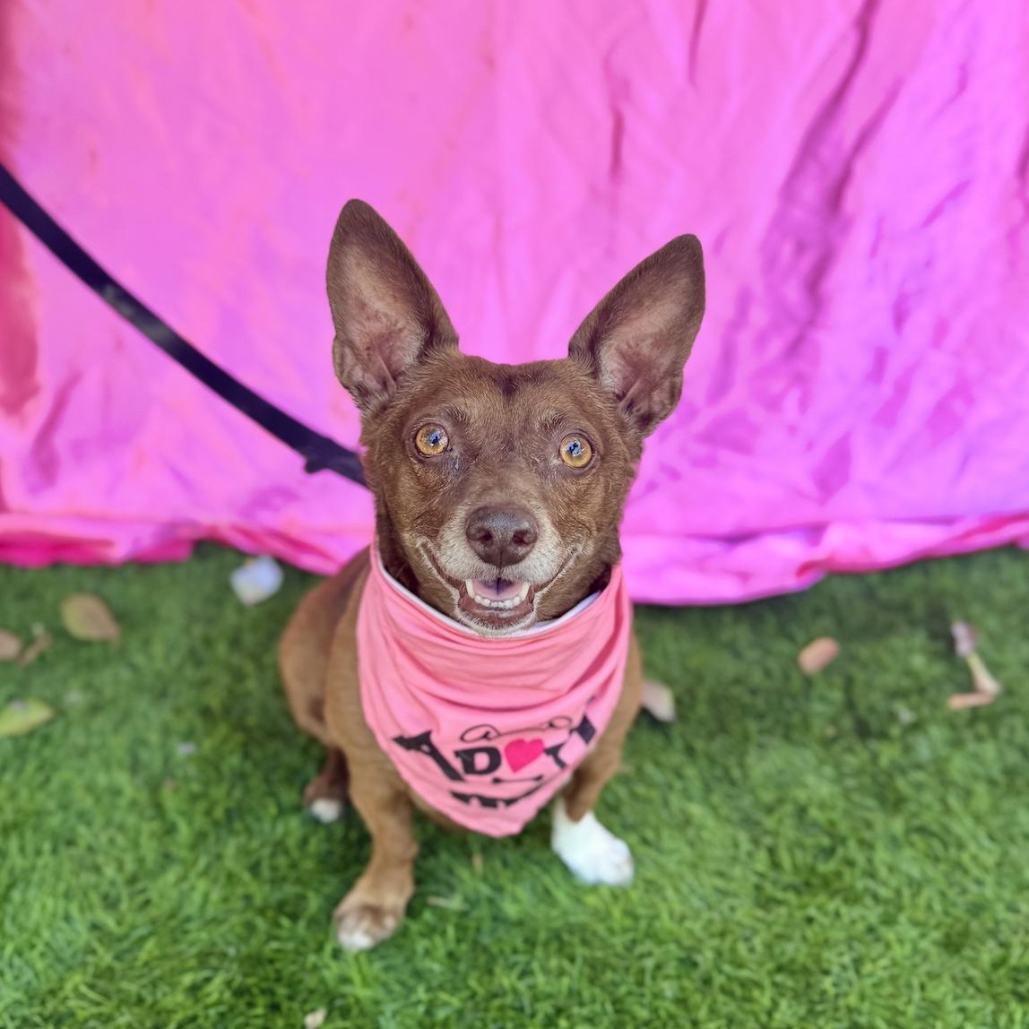 Enlarge ANNIE, a Adoptable mixed breed in Rowland Heights, CA image 3/6