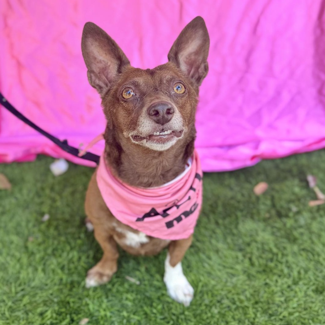 Enlarge ANNIE, a Adoptable mixed breed in Rowland Heights, CA image 4/6