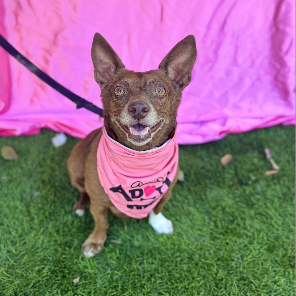 Enlarge ANNIE, a Adoptable mixed breed in Rowland Heights, CA image 5/6