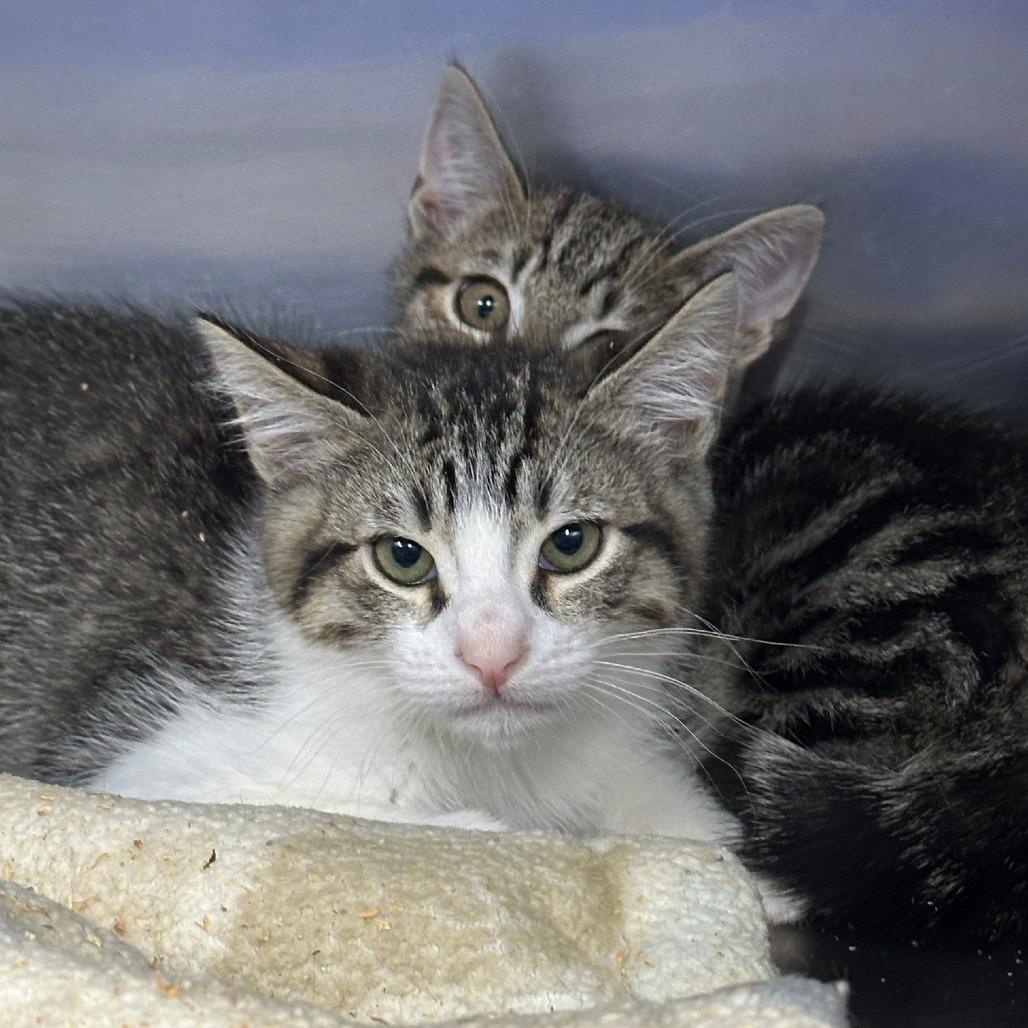 Enlarge Griz, a Adoptable Domestic Short Hair in Coos Bay, OR image 1/1
