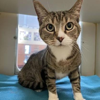Gizmo, a ADOPTABLE Domestic Short Hair in Rochester, MN image 2/2
