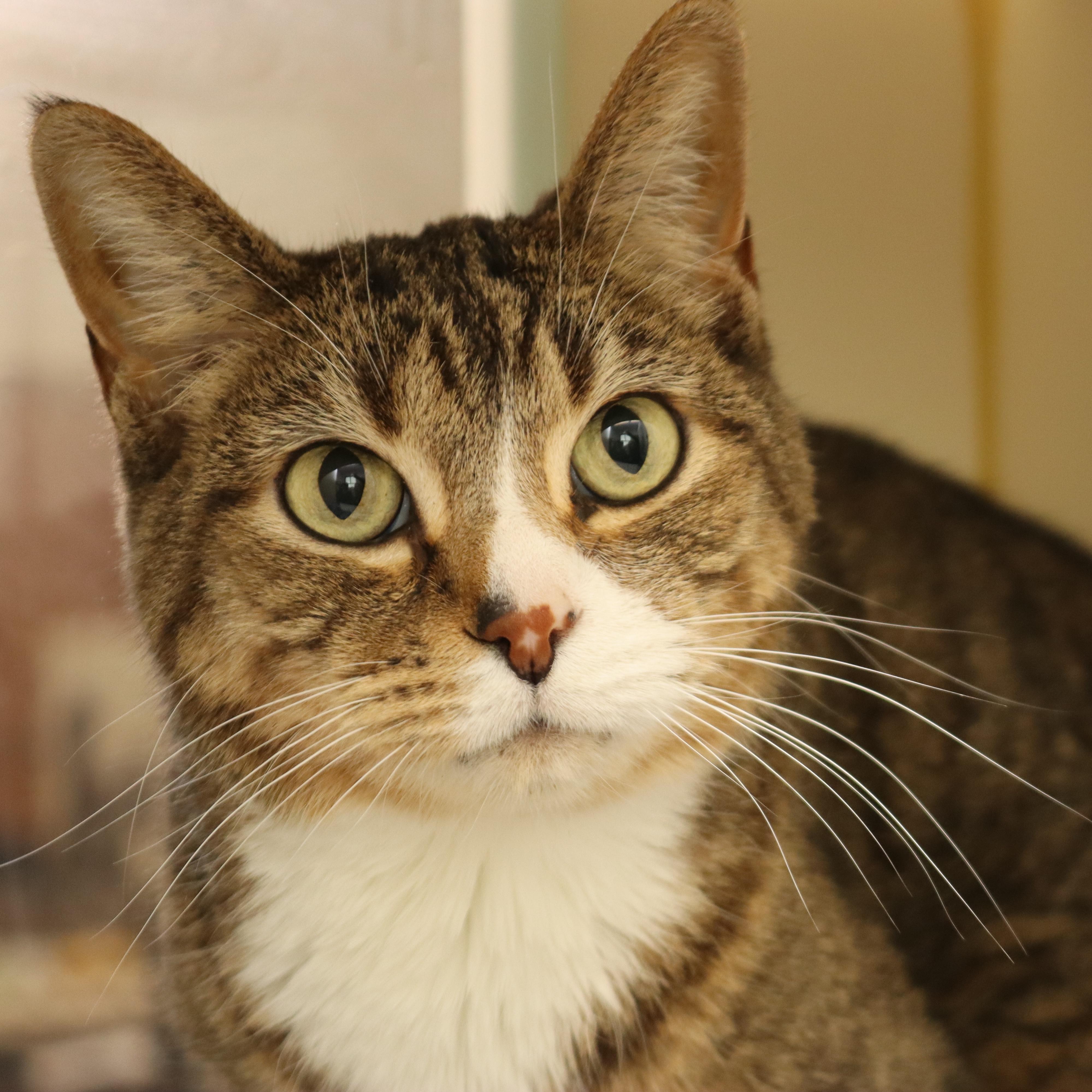 Gizmo, ADOPTABLE, Senior Male Domestic Short Hair.