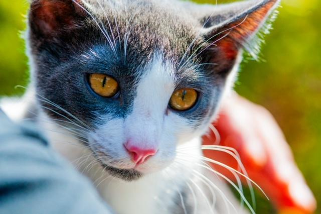 Louie (7 months), Adoptable, Kitten Male Domestic Short Hair.