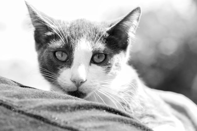 Louie (7 months), a Adoptable Domestic Short Hair in Los Angeles, CA image 2/6