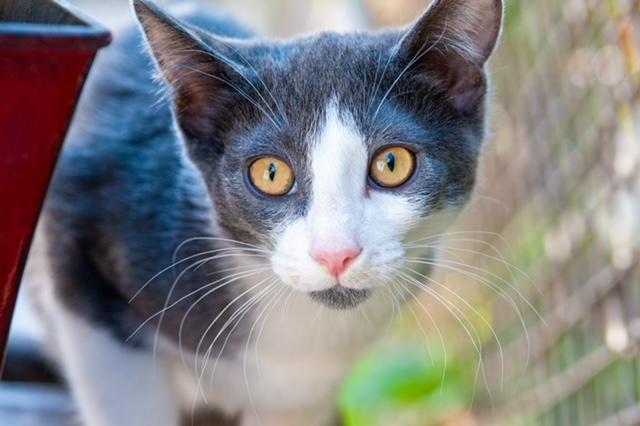 Louie (7 months), a Adoptable Domestic Short Hair in Los Angeles, CA image 3/6