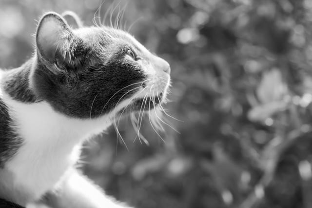 Louie (7 months), a Adoptable Domestic Short Hair in Los Angeles, CA image 4/6