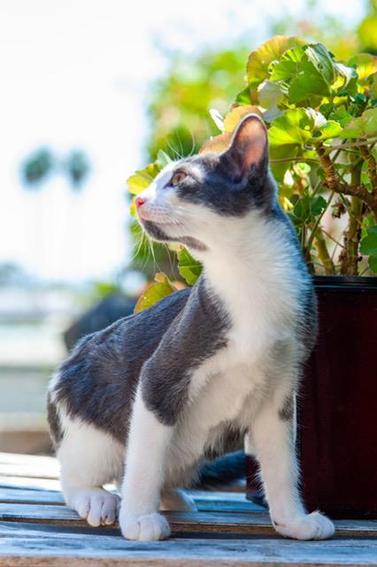 Louie (7 months), a Adoptable Domestic Short Hair in Los Angeles, CA image 5/6