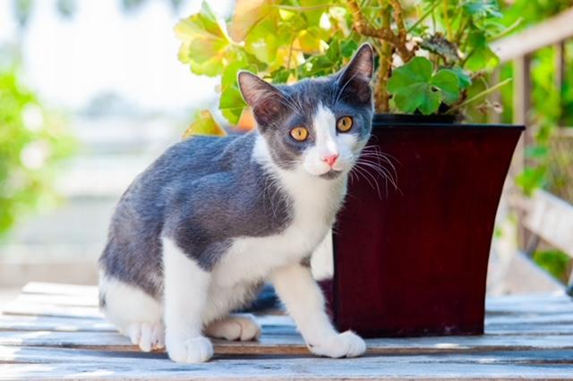 Louie (7 months), a Adoptable Domestic Short Hair in Los Angeles, CA image 6/6