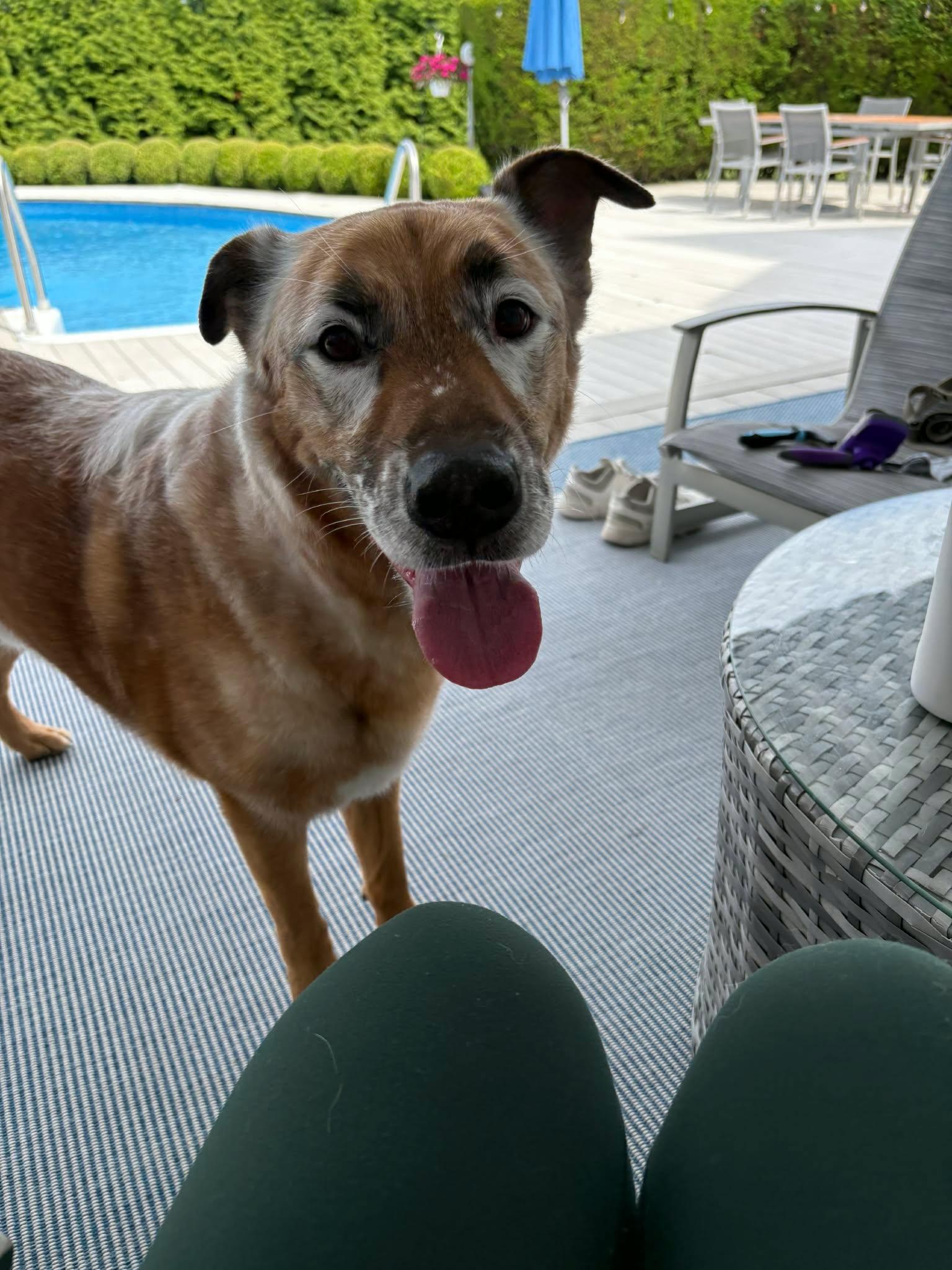 DRAKO, Adoptable, Adult Male Shepherd.