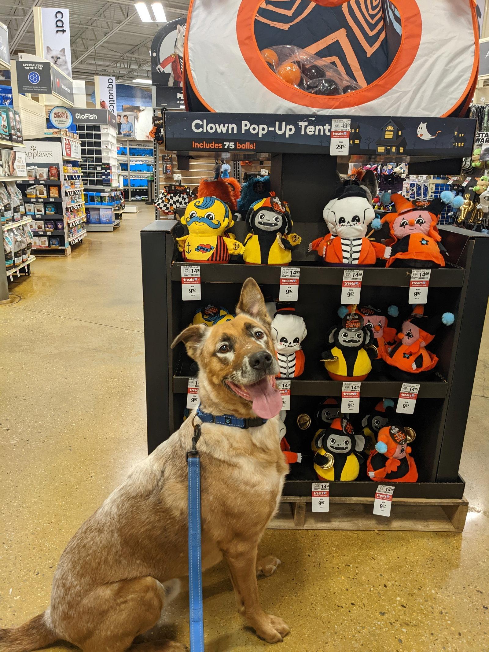 DRAKO, a Adoptable Shepherd in Holbrook, NY image 2/3