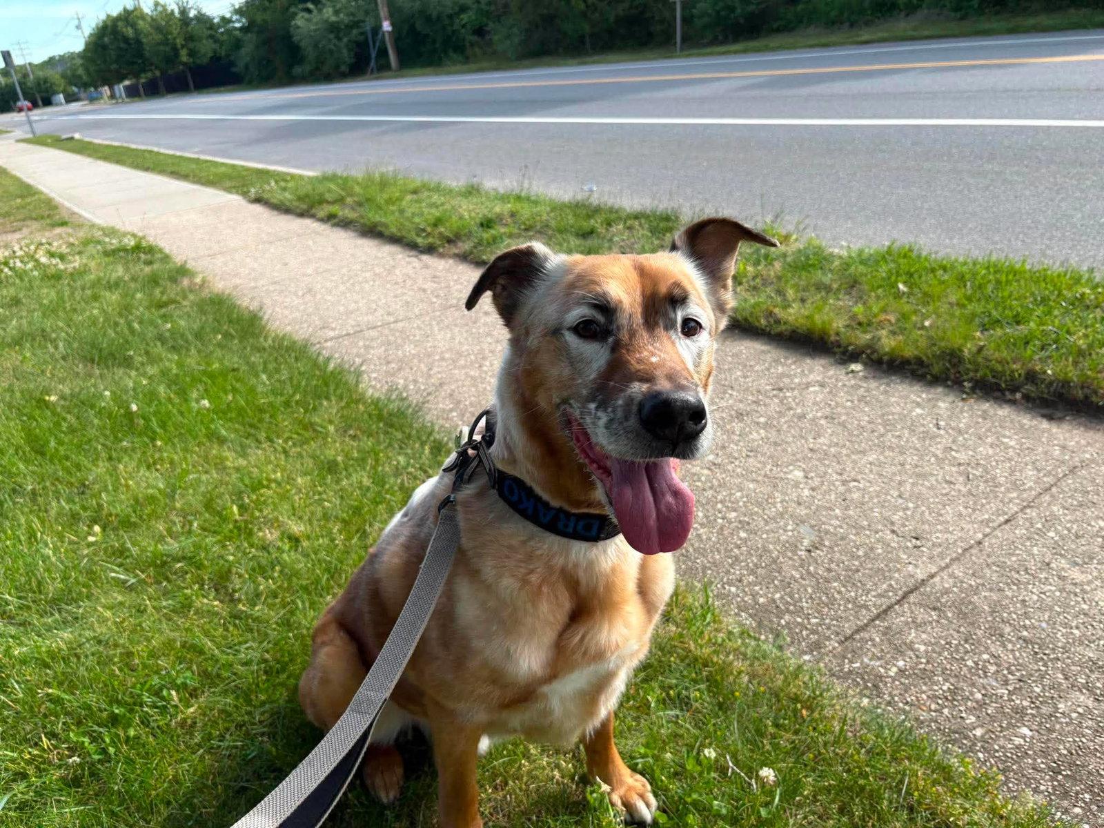Enlarge DRAKO, a Adoptable Shepherd in Holbrook, NY image 2/3