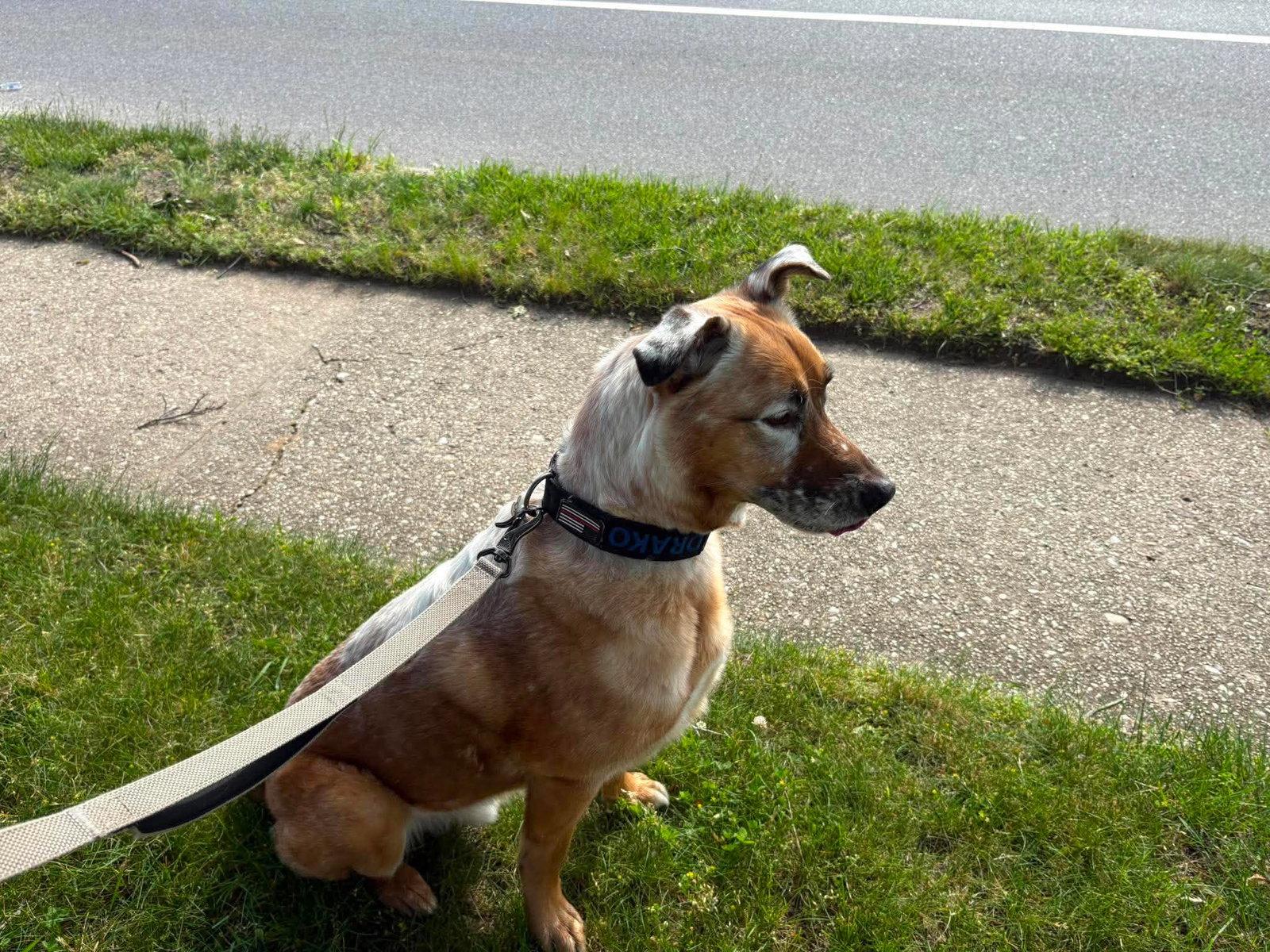 Enlarge DRAKO, a Adoptable Shepherd in Holbrook, NY image 3/3
