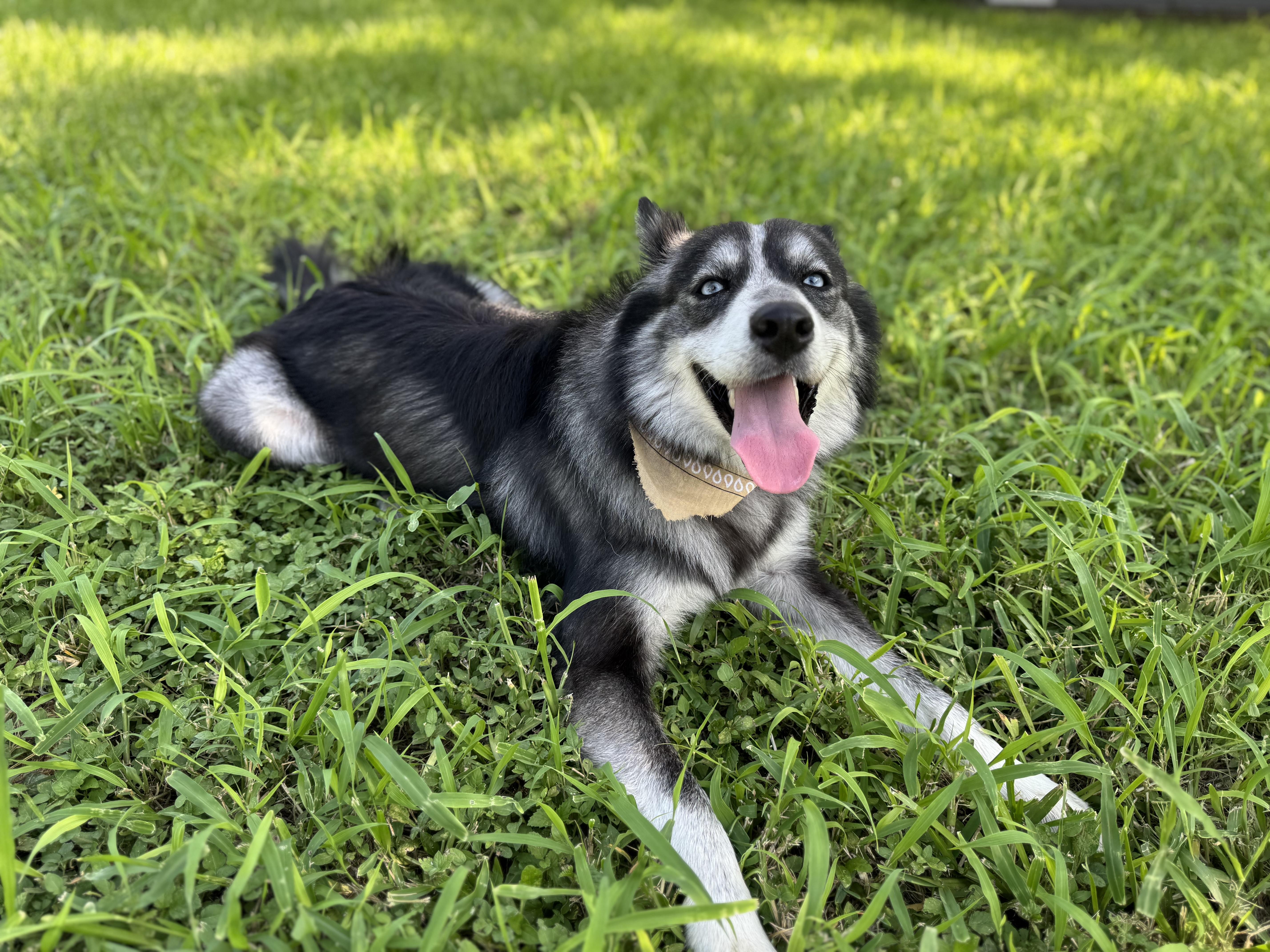 bella