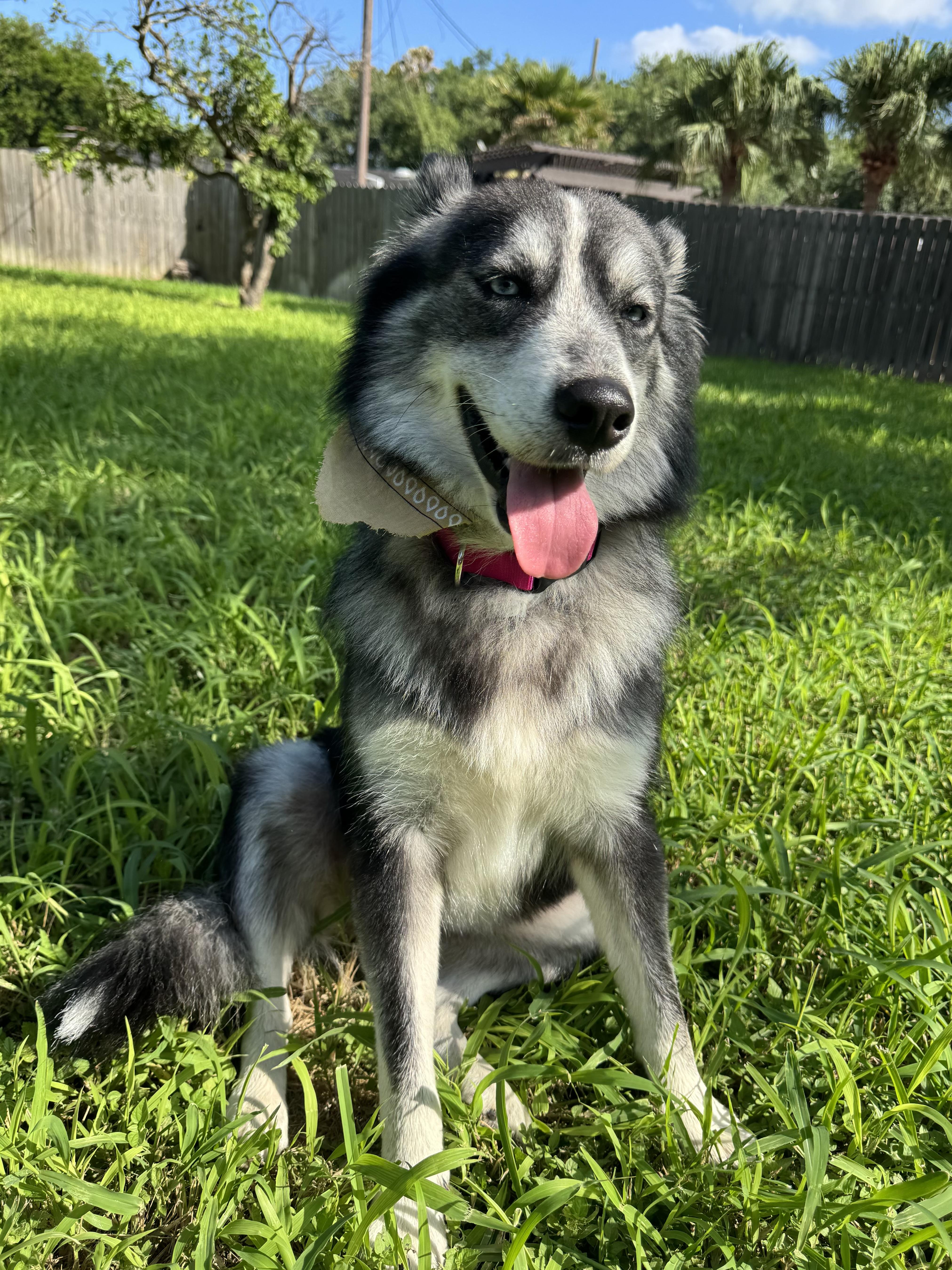 bella