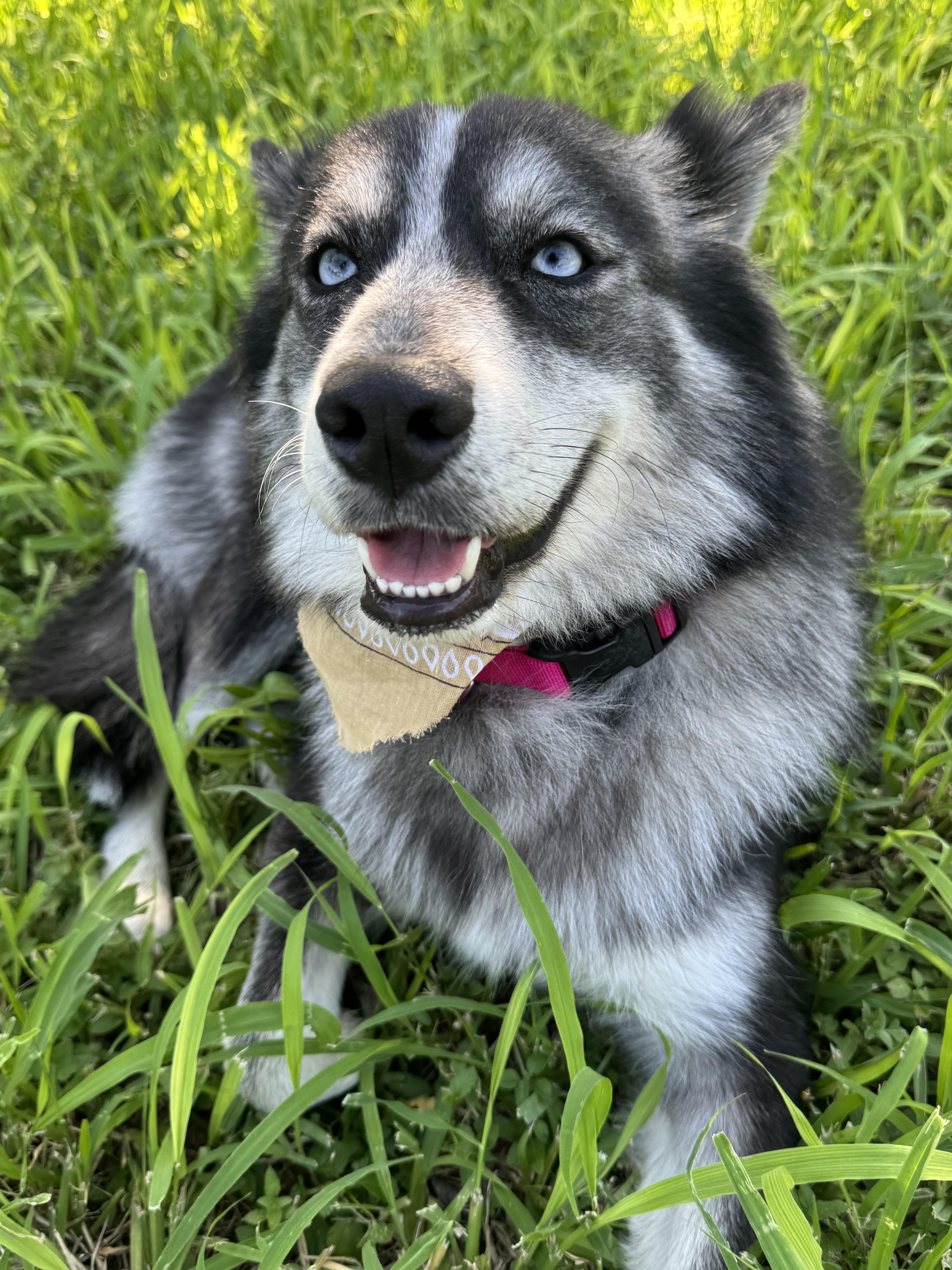 bella