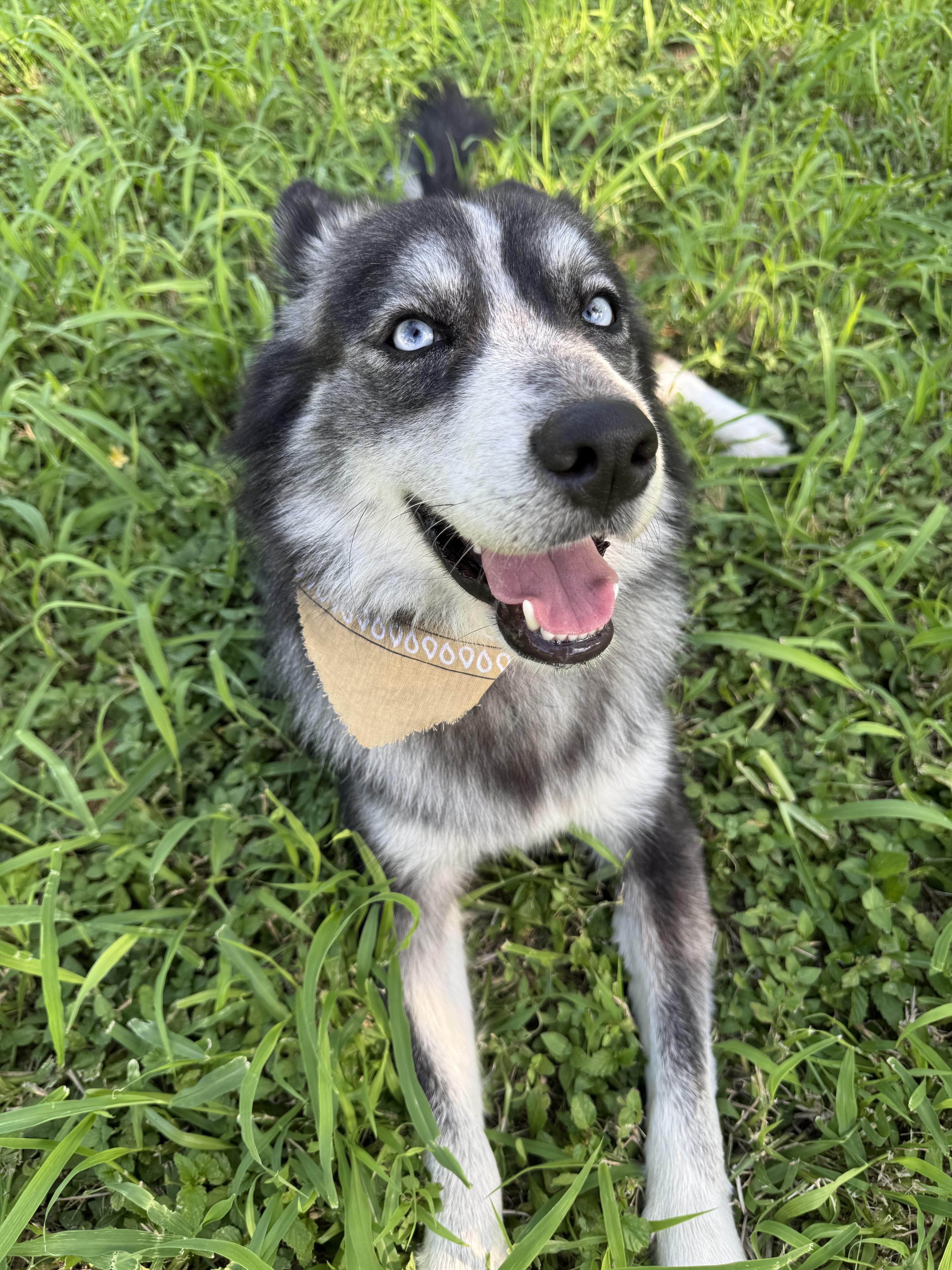 bella