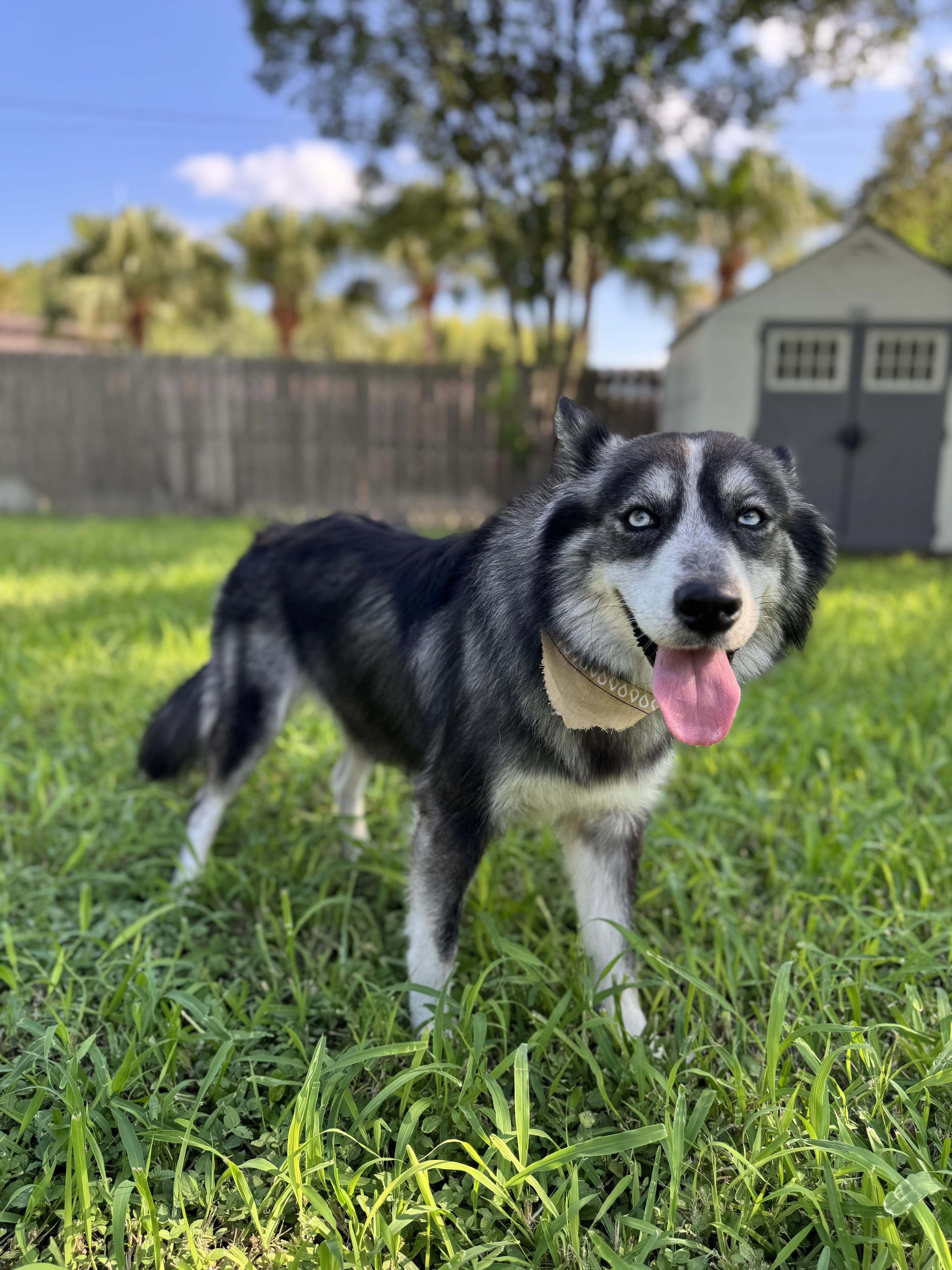 bella