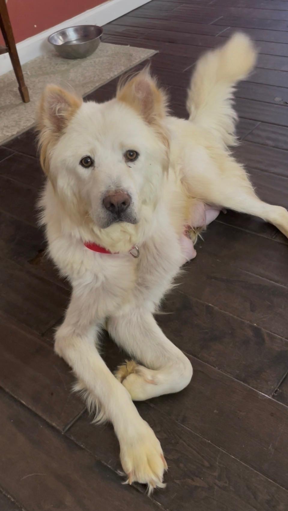 PRINCESS , an adopted mixed breed in Southbridge , MA image 3/4