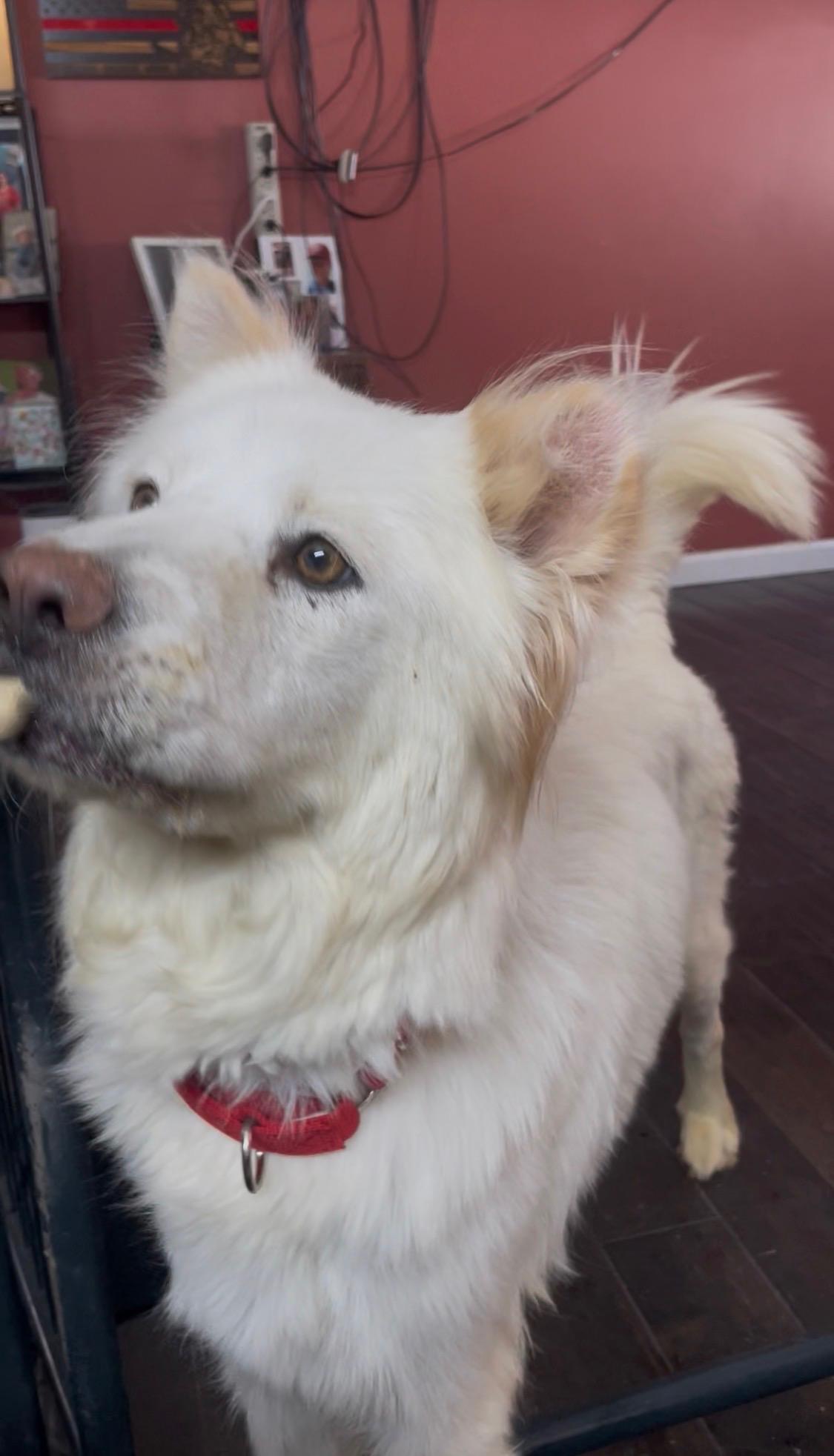 PRINCESS , an adopted mixed breed in Southbridge , MA image 4/4