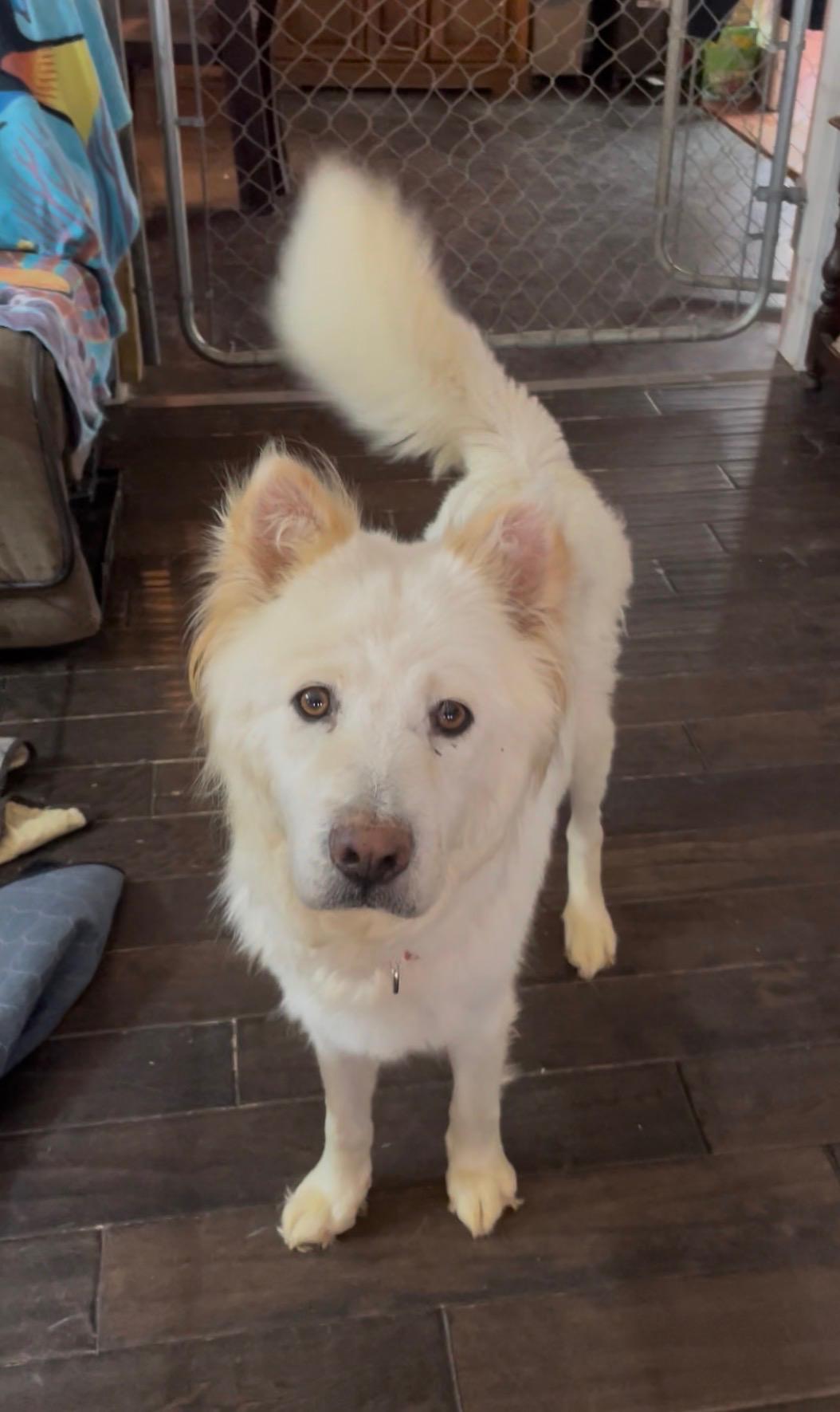 PRINCESS , ADOPTABLE, Young Female Chow Chow.