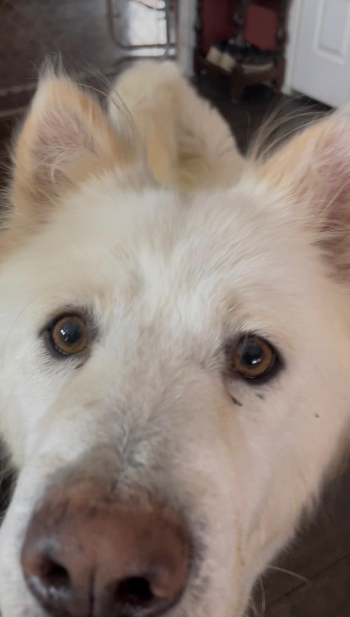 PRINCESS , an adopted mixed breed in Southbridge , MA image 2/4