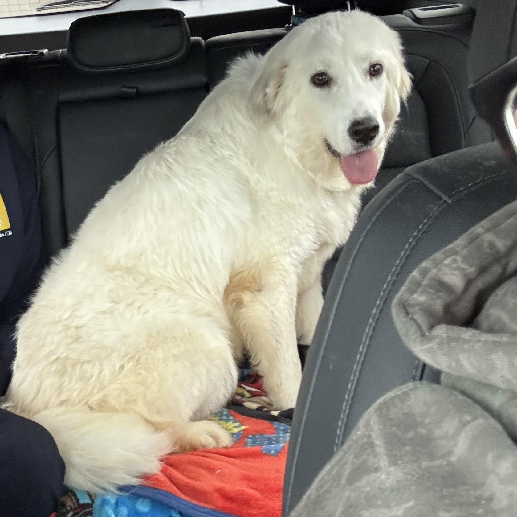 Enlarge Thelma, a Adoptable Great Pyrenees in Neshkoro, WI image 2/3