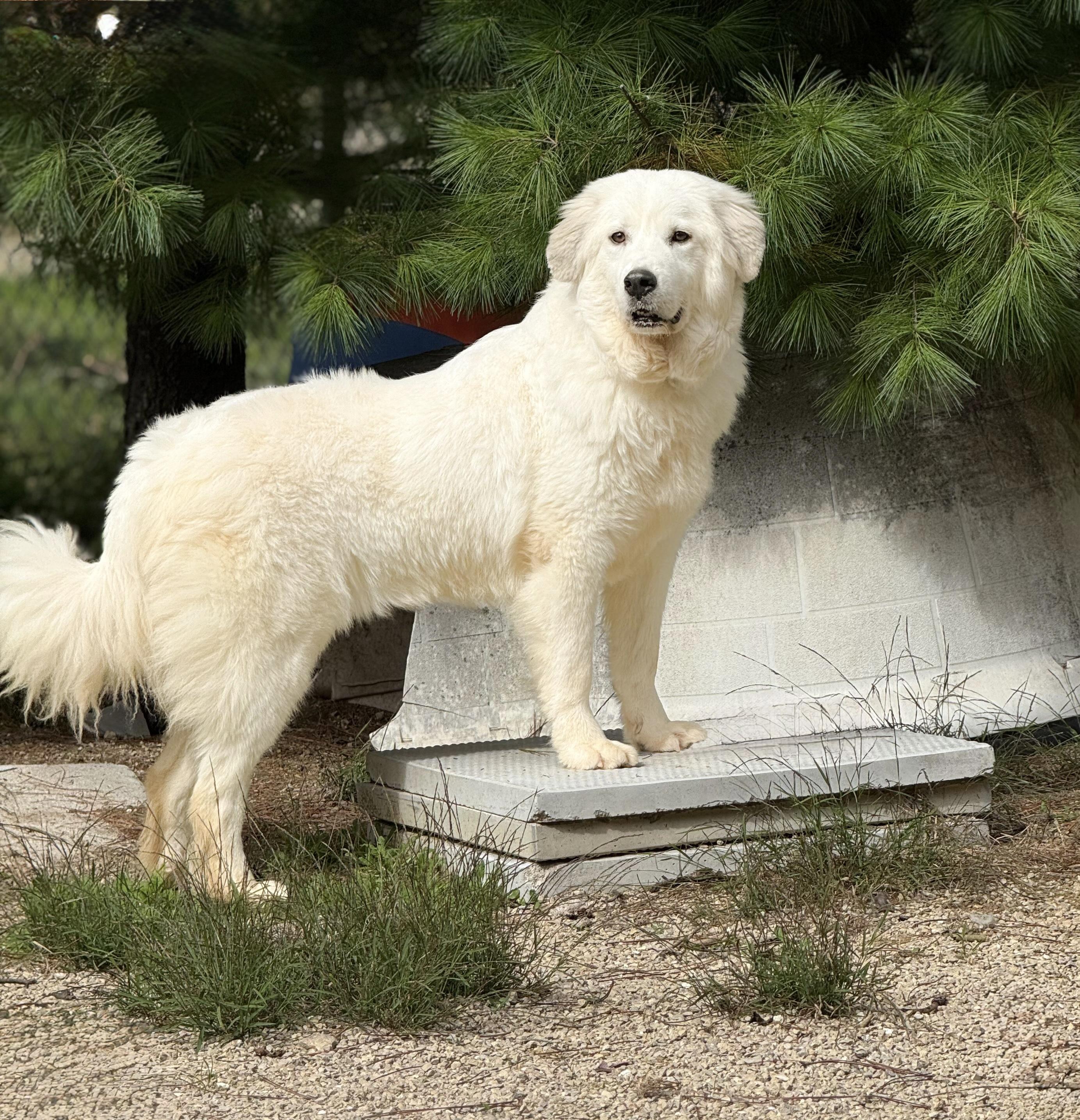 Enlarge Thelma, a Adoptable Great Pyrenees in Neshkoro, WI image 1/3