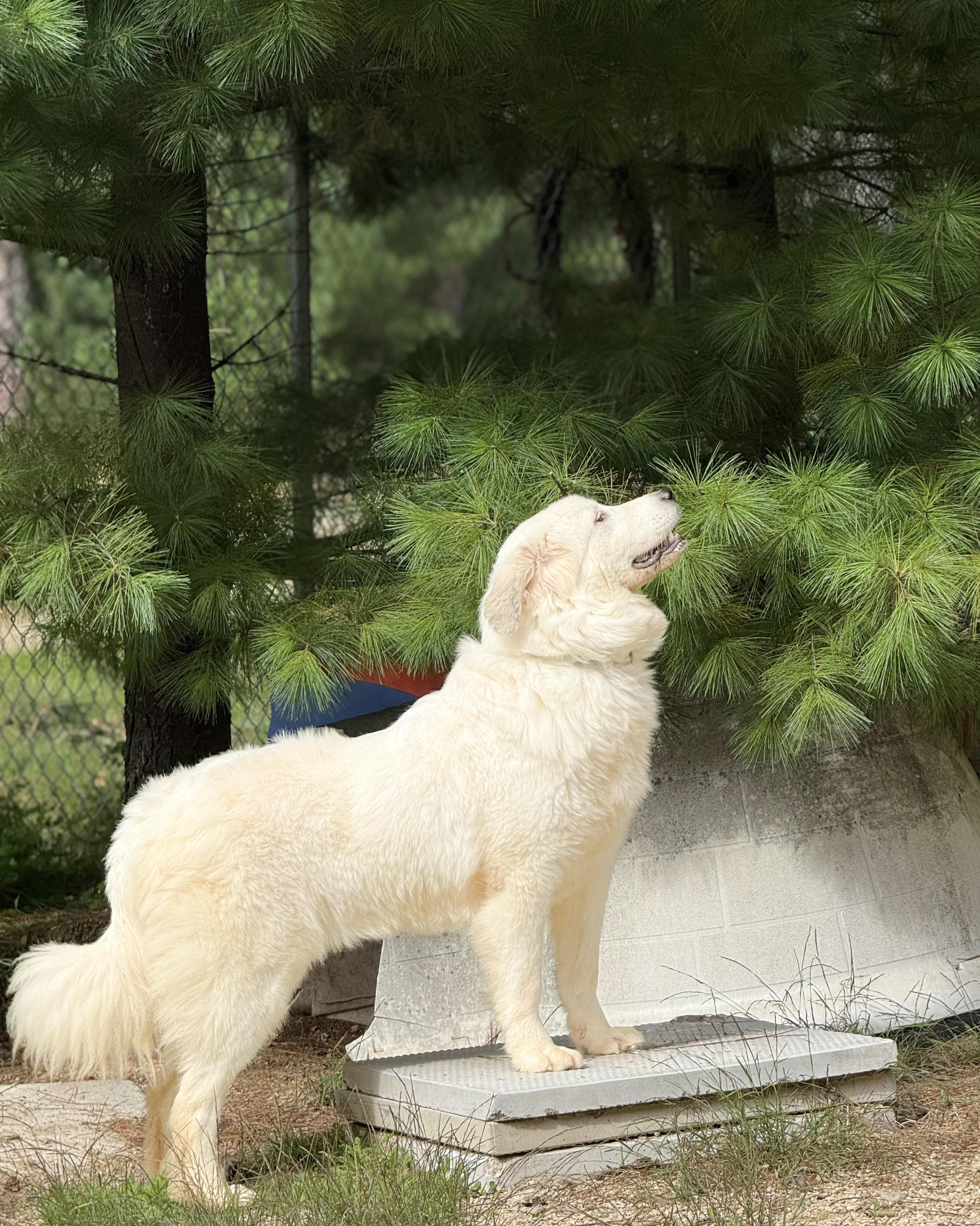 Enlarge Thelma, a Adoptable Great Pyrenees in Neshkoro, WI image 3/3