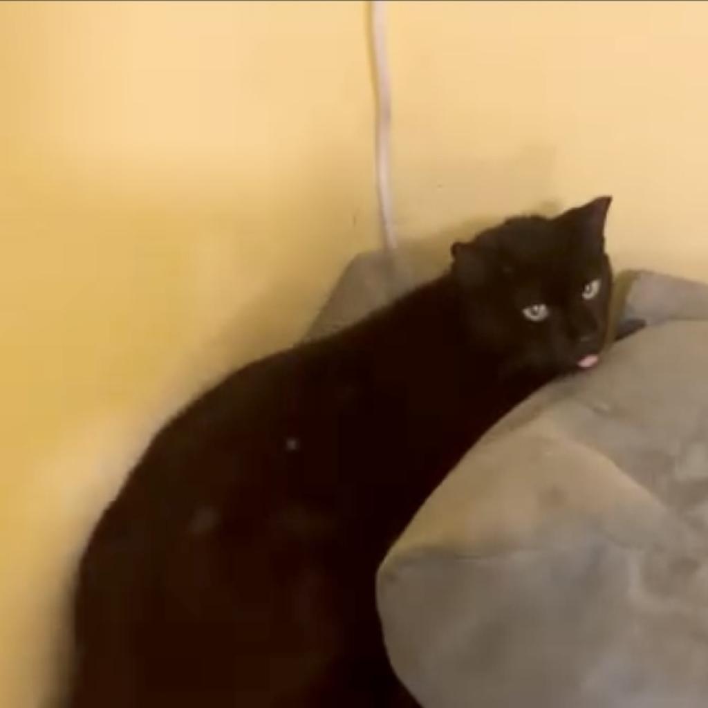 Dusty, Adoptable, Senior Female Domestic Short Hair.