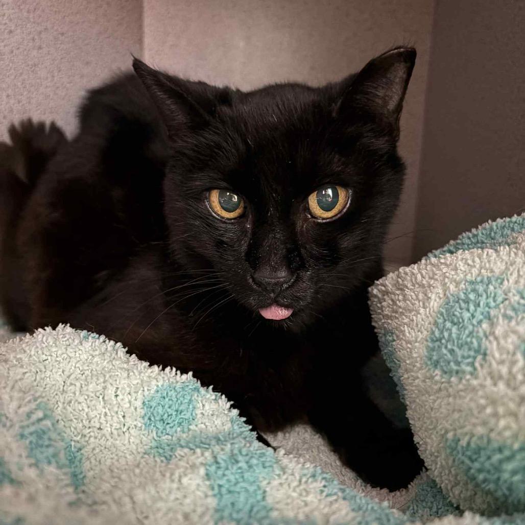 Enlarge Dusty, a Adoptable Domestic Short Hair in Lutz, FL image 2/6