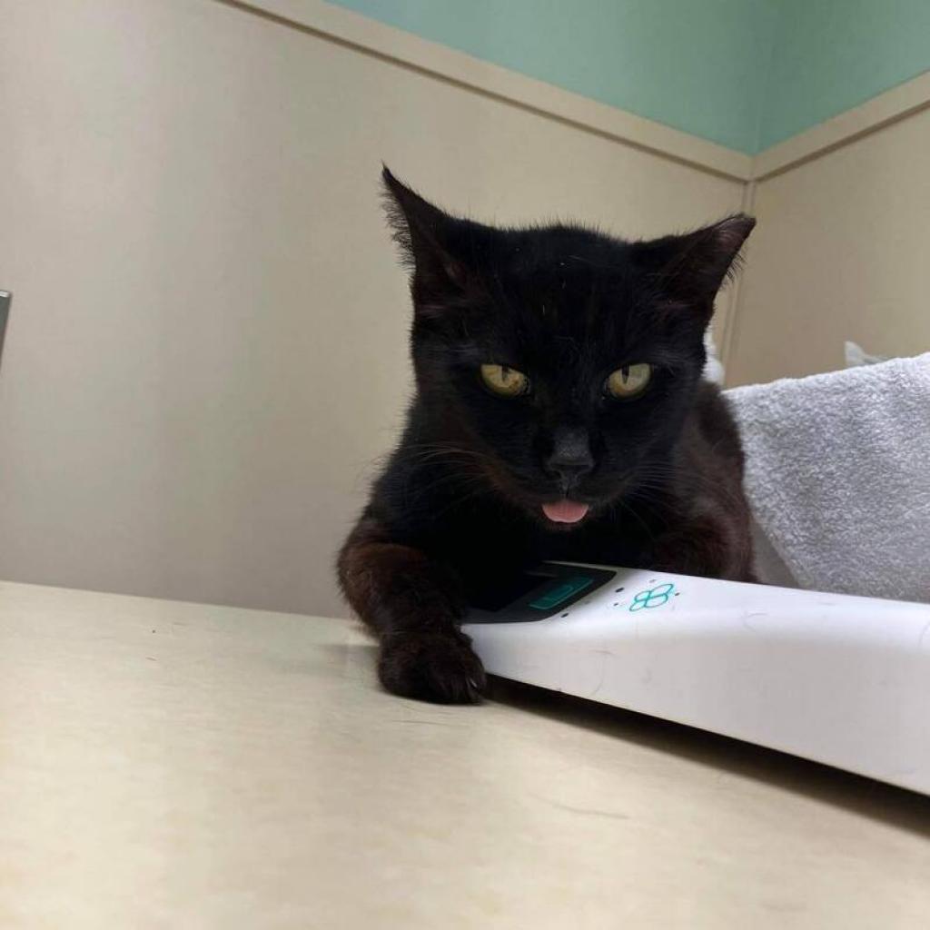 Enlarge Dusty, a Adoptable Domestic Short Hair in Lutz, FL image 3/6