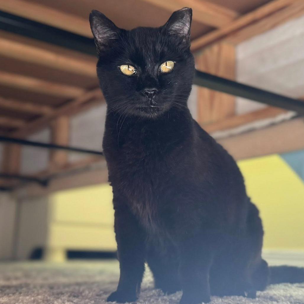 Enlarge Dusty, a Adoptable Domestic Short Hair in Lutz, FL image 4/6