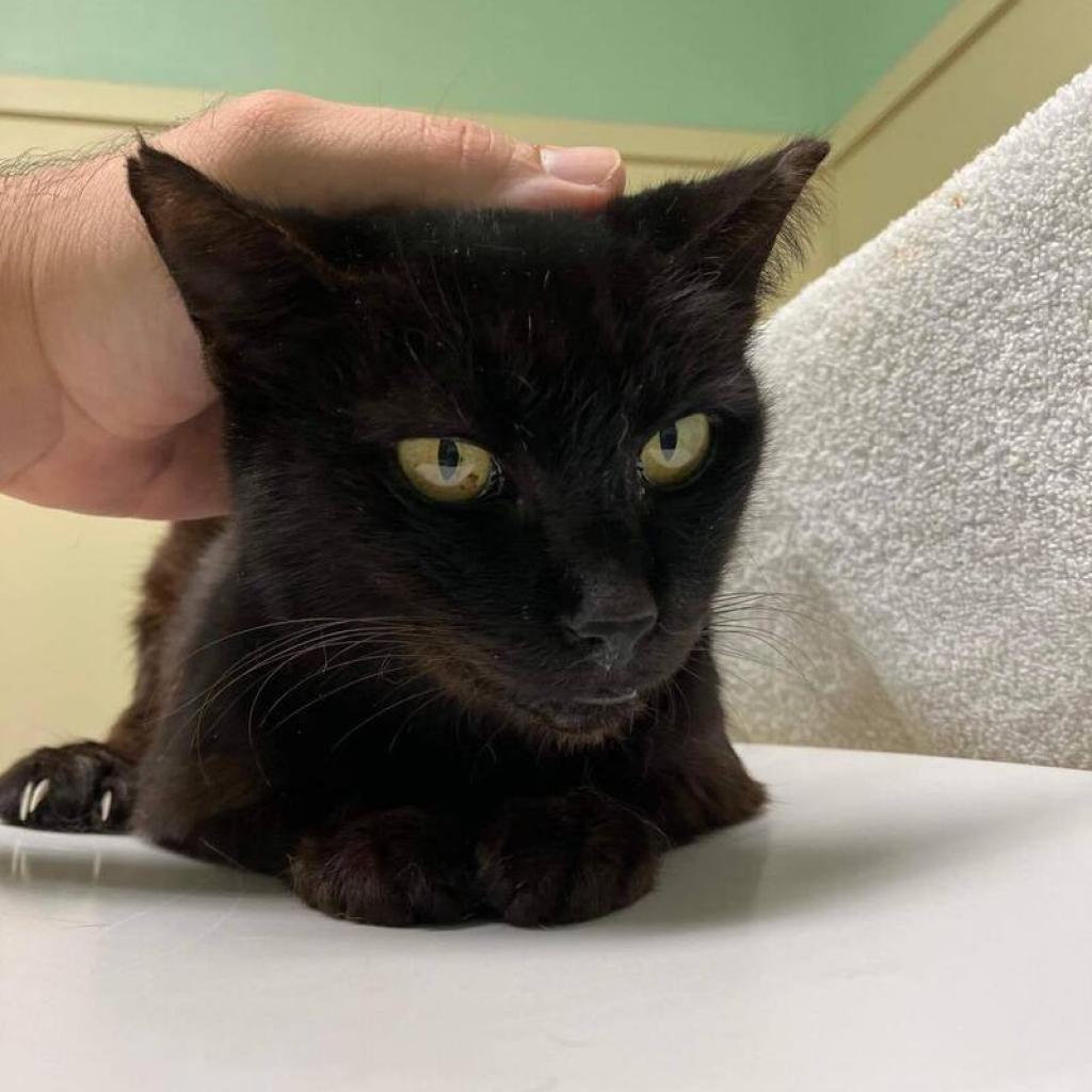 Enlarge Dusty, a Adoptable Domestic Short Hair in Lutz, FL image 5/6