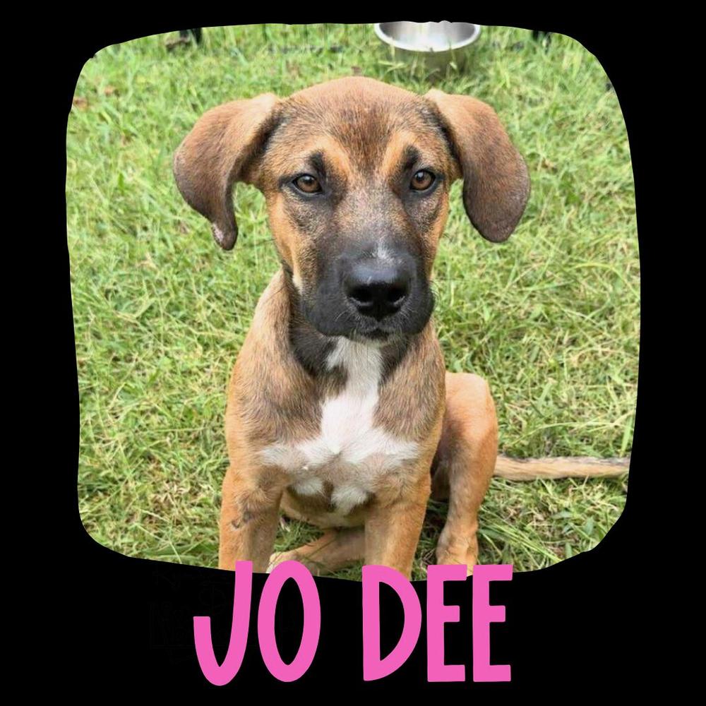 Enlarge Jo Dee, a Adoptable mixed breed in TULSA, OK image 1/2