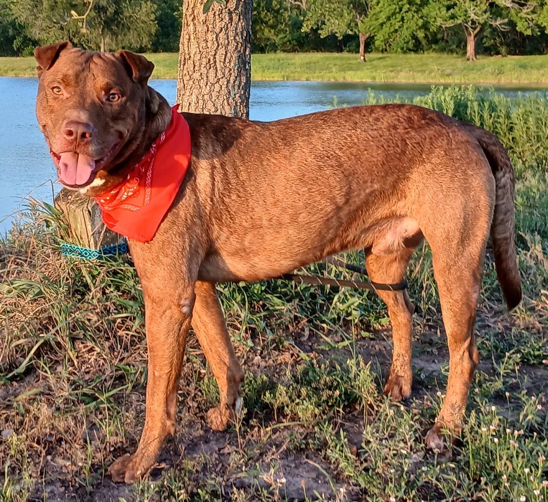 Andy - super sweet companion !! (TX-997251)