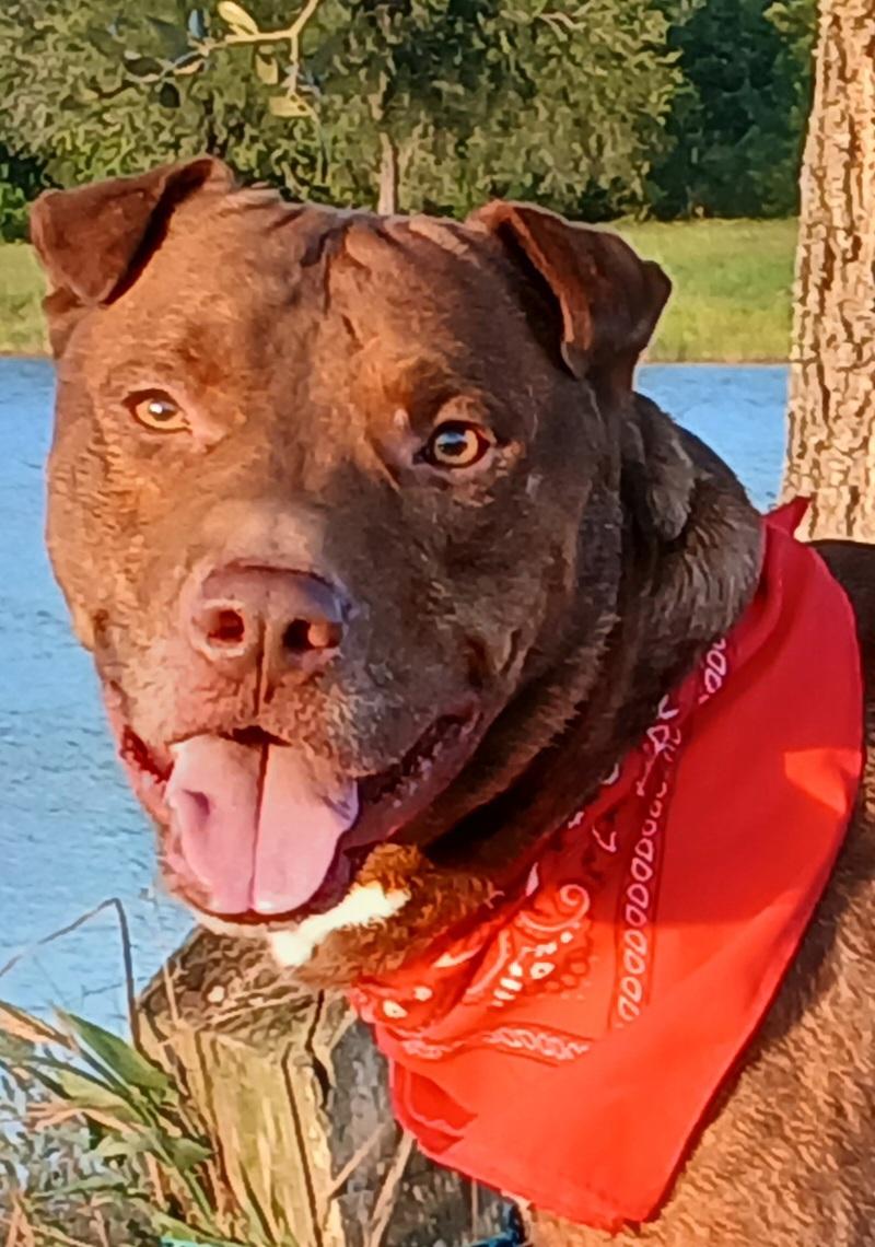 Andy - super sweet companion !! (TX-997251), Young Male unknown