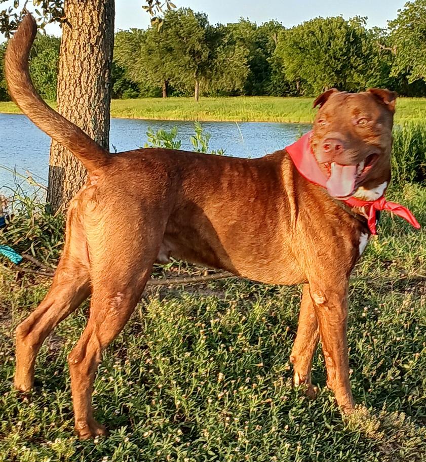 Andy - super sweet companion !! (TX-997251) photo 6