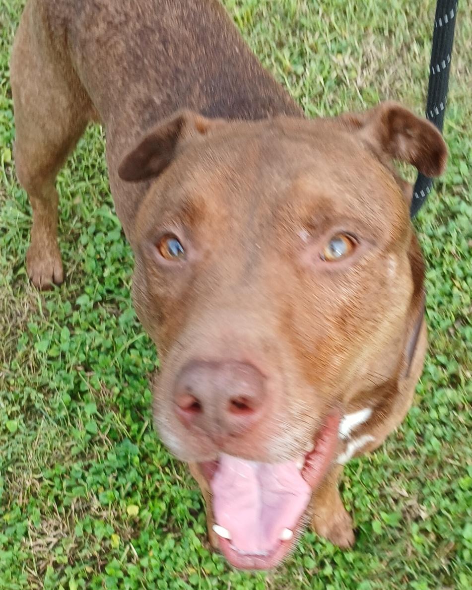 Andy - super sweet companion !! (TX-997251)