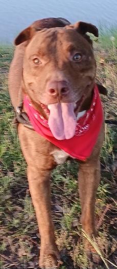 Andy - super sweet companion !! (TX-997251) photo 2