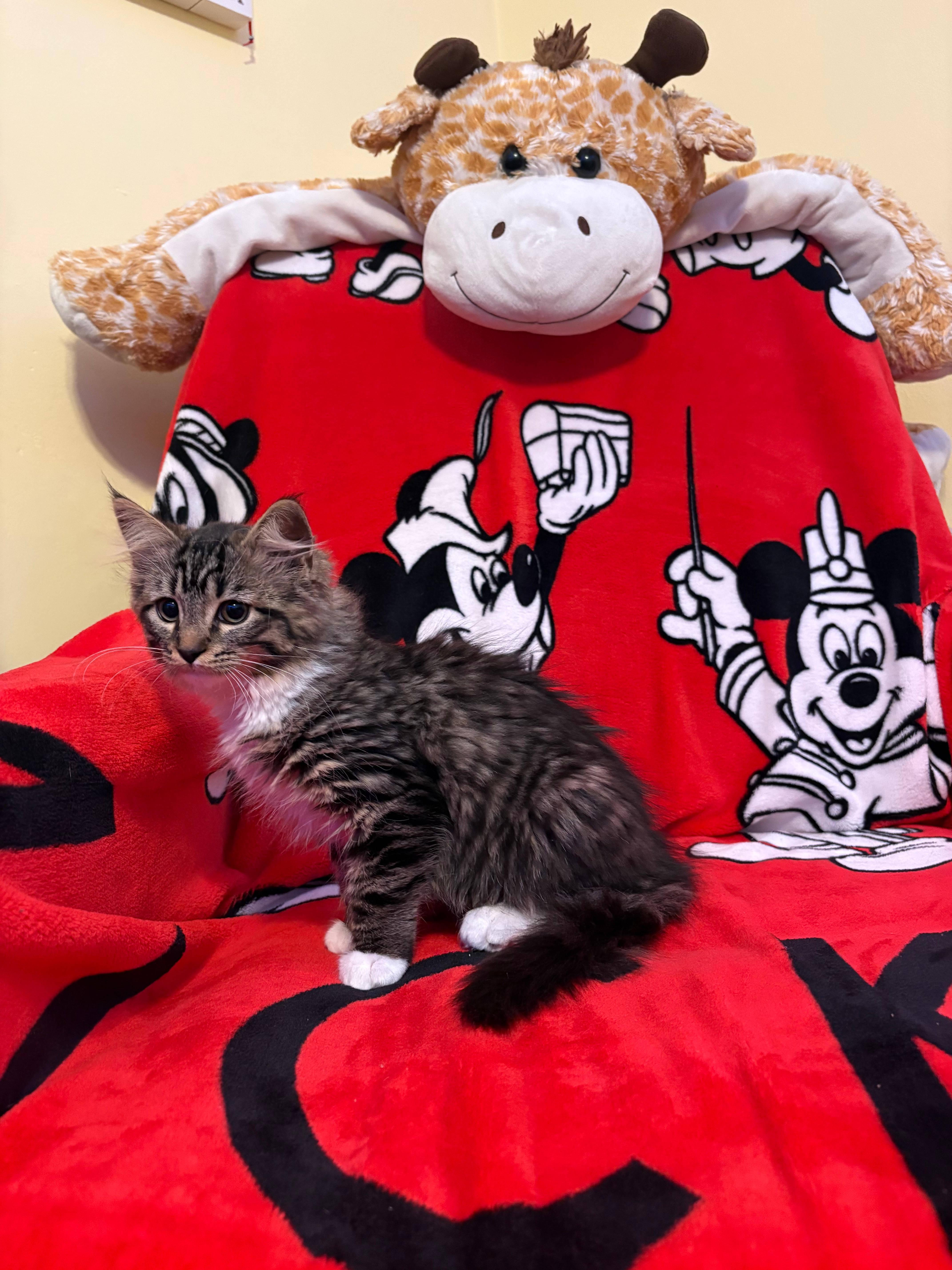 Lynxsky and Pepper, an adopted Domestic Medium Hair in Melrose, MA image 5/6